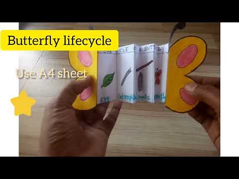 how to make a butterfly life cycle foldable craft easily|life cycle of a butterfly|easy school craft