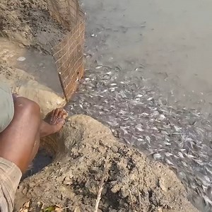 Amazing village fishing method | Village Fishing