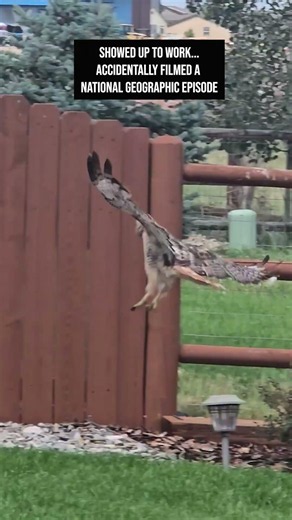 Red-Tailed Hawk hunting in a backyard we were working in #nationalgeographic #coloradowildlife