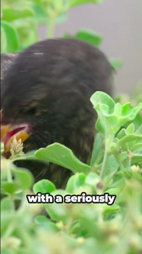 The Blood-Drinking Bird You Won’t Believe Exists!