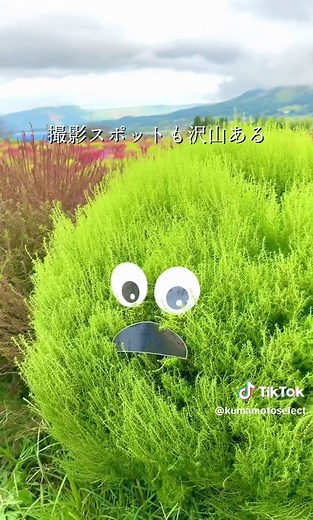 南阿蘇村の美しいコキア畑を訪れよう