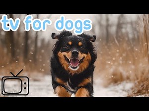 DOG TV: YouTube Exclusive Ultimate TV for Dogs! Fun and Calming for Stress Relief