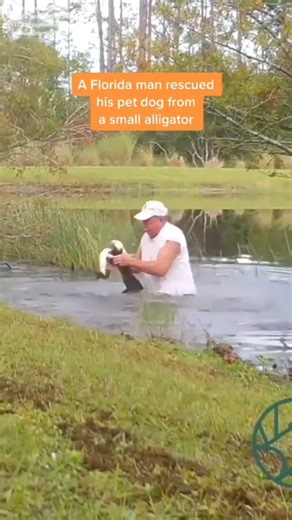 Old Man Saves His Dog From an Alligator #dog #dogs #puppy #doglover #fyp | American Standard Dog Training