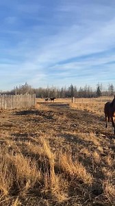 Purefarm Fresh on Reels