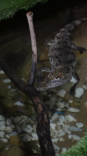 Dealing with a Roach Crawling Across Your Face - Tips and Reactions