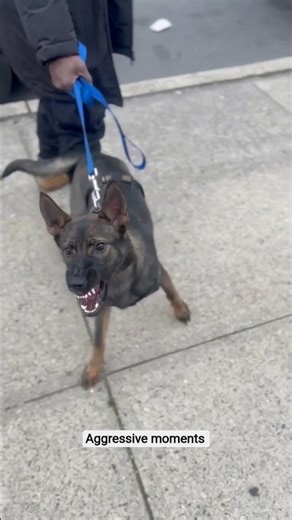 Does your German Shepherd become aggressive too!❓🐶 #germanshepherd