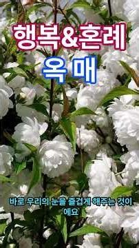 행복&혼례, 옥매(玉梅花)[Prunus glandulosa]