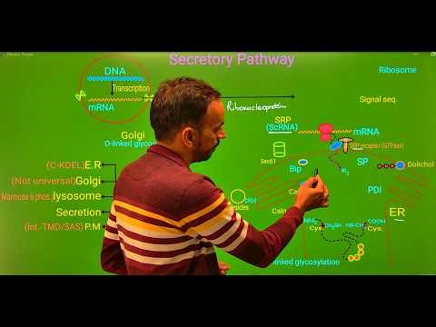 Protein Sorting and Targeting in Eukaryotic Cells | Secretory Pathway & Organelle Import Mechanisms