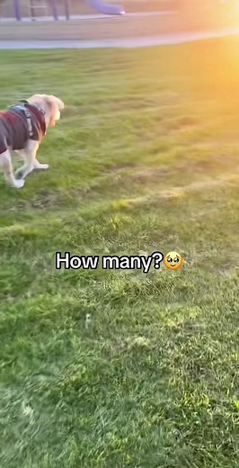 Simba the Adorable TikTok Dog Compilation