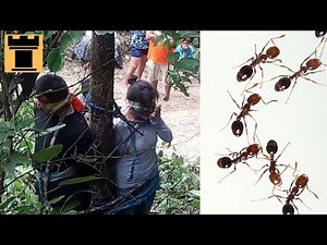 Fire Ants - History's Most BRUTAL Execution Method?