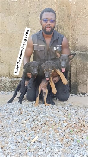 Understanding Why Puppies Chew and Bite