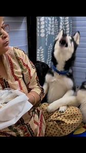 31K views · 951 reactions | Momos Madness: Puppies & Rottweiler Beg for a Bite! #husky #puppy #rottweiler #dog | Review Reloaded | Facebook