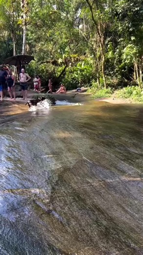 Funny Lab moments #petsoftiktok #funnyanimals #animalsoftiktok #cuteanimals #viral