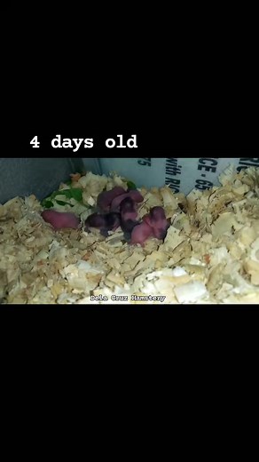 Teddy Bear Hamster. 4 days old. | Dela Cruz Hamstery