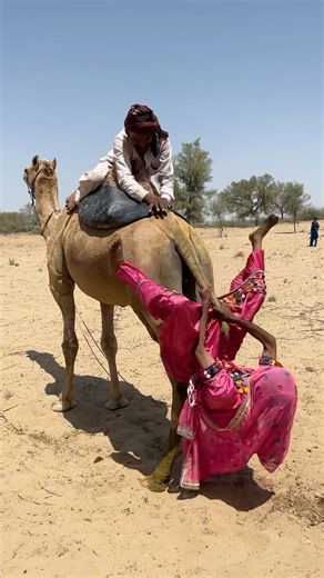 Incredible Balance! Brave Woman Hangs from a Moving Camel with Her Husband's Help 🐪💃✨