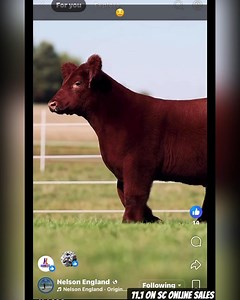 11K views · 121 reactions | 11.1 On SC Online Sales | Matt Lautner Cattle | Facebook