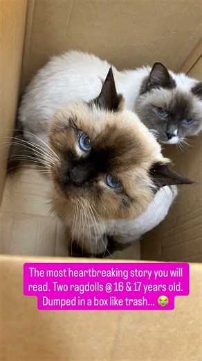 Update: We are so grateful for the incredible support shown by our community 💕. The Ragdolls are now safely placed with a carer and will be receiving the TLC and vet care they need. Please keep following our page for updates on their journey. Thank you all 🙏 ⚠️ WARNING: Heartbreaking Story Ahead — Special Carer Needed ⚠️ Urgent foster care needed. Together only. 💔 We are devastated to be sharing this. Two elderly Ragdolls, 16 and 17 years old, were found dumped in a cardboard box outside one 