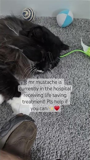 🆘🆘MR MUSTACHE NEEDS OUR HELP AGAIN🆘🆘