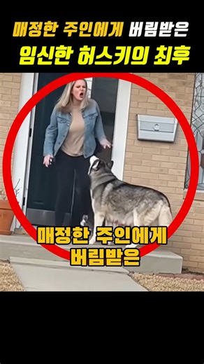 The End of a Pregnant Husky Abandoned by a Heartless Owner