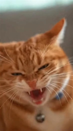 This Cat is NOT Happy With The Referee! 😾⚽️ | Angry Football Fan Cat#AngryCat #FunnyCats #FootballFa