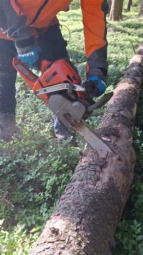 Bucking a felled tree with a Husqvarna 560XP chainsaw in the forest