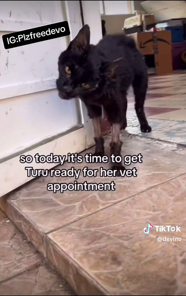 Surviving a Zombie Bite for 10 Years - IG:Plzfreedevo