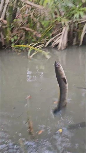 Setting up fishing lines to catch snakehead fish continues, yielding a harvest.