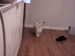 Maltese Howling (Seperation Anxiety)