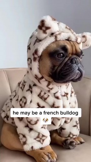 Chewy Fur Hooded Frenchie Jacket - Get Yours Now!