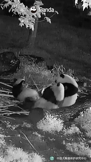 Is this the reason pandas get dark eye circles? #panda #nightlife #funnyreels #PandaMoment #CCRCGP #PandaFun For more panda information, please check out: https://en.ipanda.com | iPanda