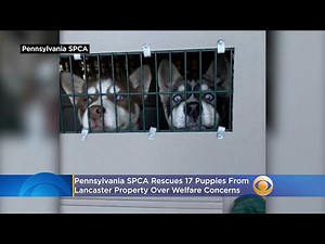 Pennsylvania SPCA Rescues 17 Puppies From Lancaster Property Over Welfare Concerns