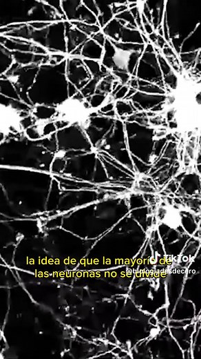 ¿Qué son las neuronas? #biologia #neuronas #celulas #sistemanervioso | neuronas