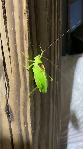 Katydid insect sound