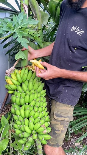 These are baby bananas also known as Mysore bananas! 👶🏽🍌. These are one of our absolute favorite bananas as they are super sweet with just enough tang! Did you know some people call sweet bananas figs?! 🧐 #banana #mysore #fig #fruit #fruithunters #fruithunter #sweet #harvest #organic #farmer #bananas #tastetest