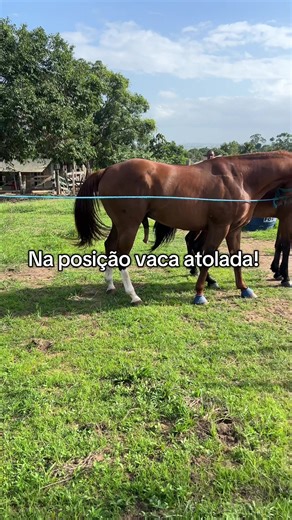 Cavalos na Posição Vaca Atolada: A Dinâmica do Cruzamento