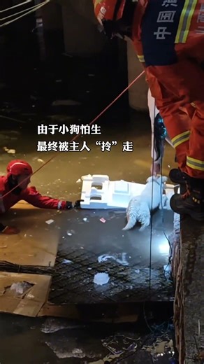 消防员解救小狗出现经典画面 #消防员
