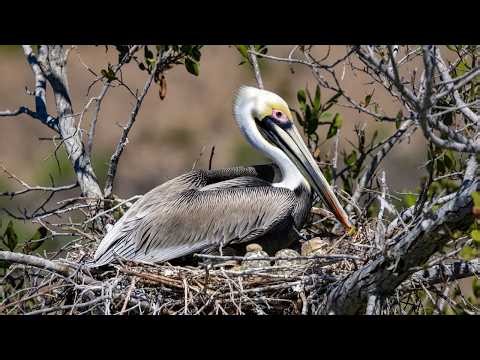 Beautiful Ocean Sounds for relaxing with Sea Birds video | Puffin birds, Brown Pelican birds