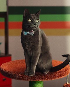 309K views · 1.9K reactions | Long-lasting love for your cat. Long-lasting litter. Switch to the #1 selling natural cat litter today. | World's Best Cat Litter | Facebook