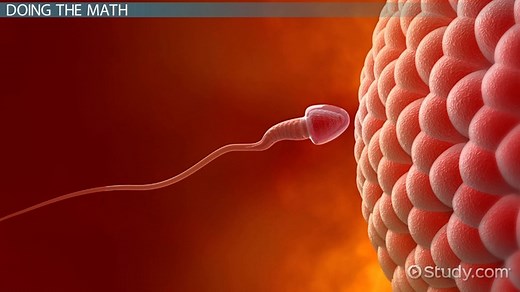 Metaphase I in Meiosis I | Overview & Stages