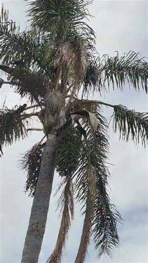 Carnaby's Cockatoo Eating Palm Seeds