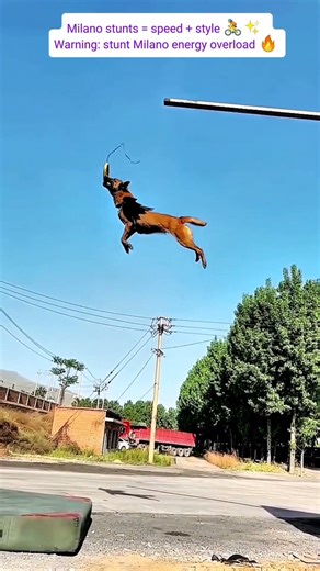 Cool Stunt Milano Compilation | Extreme Tricks & Urban Style #heartwarming #pets #milanos