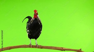 Rooster stands on a tree branch and crowing on green screen. sound