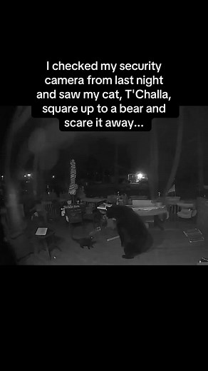 T'Challa the Cat Scares Away a Bear: A Brave Encounter
