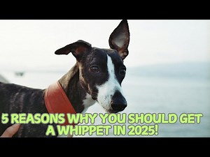 5 Reasons Why You Should Get a Whippet in 2025!