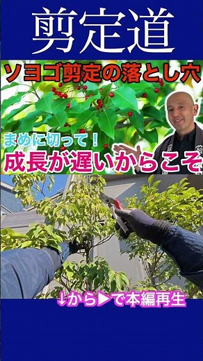 Pitfalls of pruning Japanese holly: Because it grows slowly, you need to cut it frequently! #Prun...