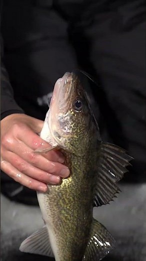 NEW! Northland Twitchin' Puppet!