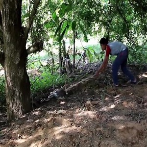 Danger Near Pangolin and python 👉👉👉 Join our group : Animals Life | Love Animals