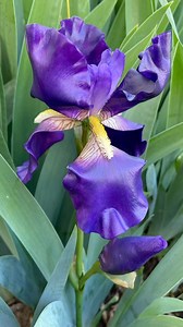 4.6K views · 176 reactions |  Clay Iris!  It’s a miracle that I...