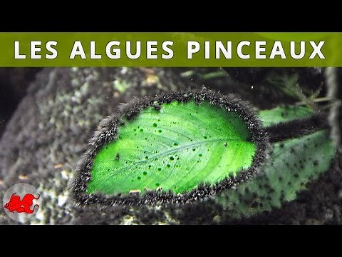 Brush algae in aquariums