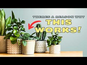 This Simple Plant Styling Trick Will Change Everything